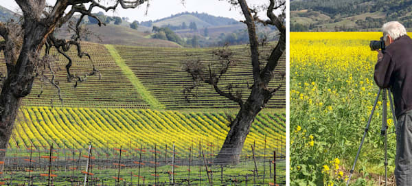 Shooting Mustard Photography Art | Sonoma Fine Photography