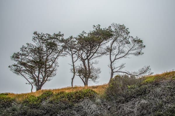 Silhouette In Nature Photography Art | Sonoma Fine Photography