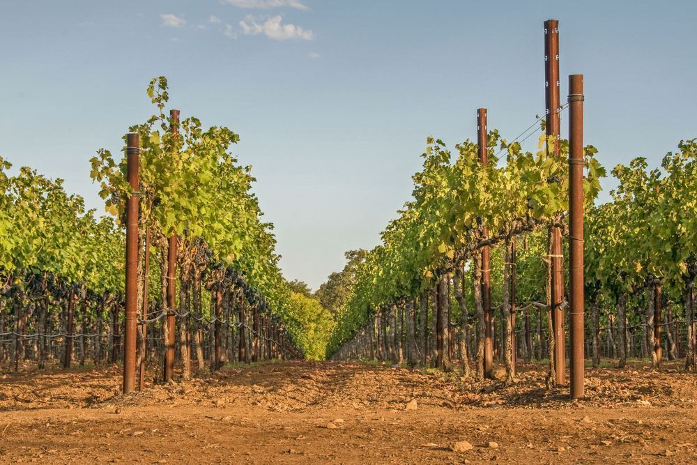 Pathway Through The Vines Photography Art | Sonoma Fine Photography