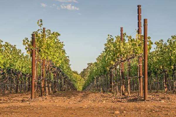 Pathway Through The Vines Photography Art | Sonoma Fine Photography