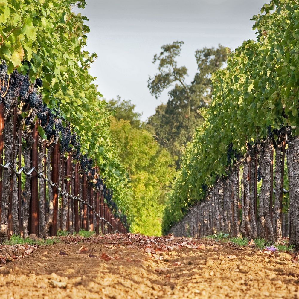 Vineyard Perspective Photography Art | Sonoma Fine Photography