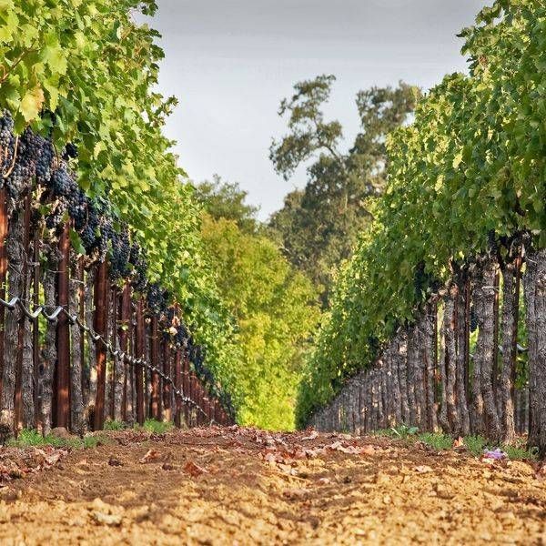 Vineyard Perspective Photography Art | Sonoma Fine Photography