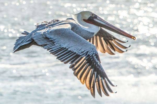 Pelican Of Carmel Photography Art | Sonoma Fine Photography