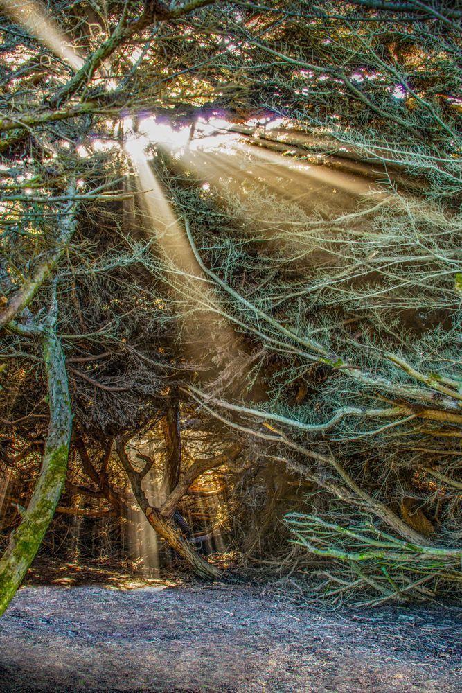 Whispers Of The Forest Photography Art | Sonoma Fine Photography