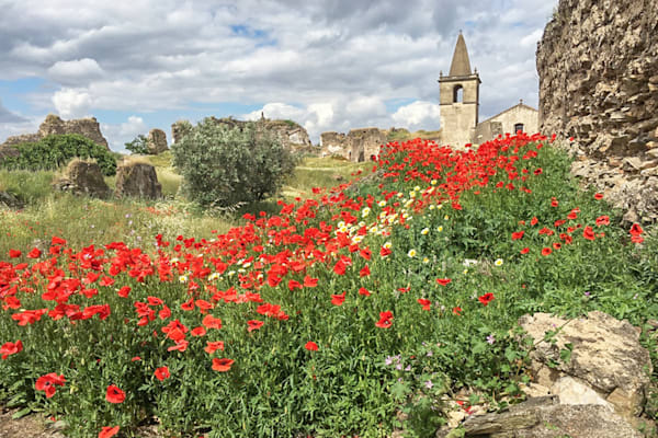 Poppies Of Juromenha Photography Art | Sonoma Fine Photography