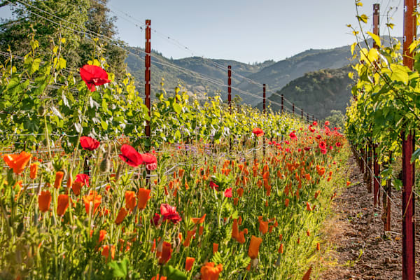 Poppies And Chardonnay Photography Art | Sonoma Fine Photography
