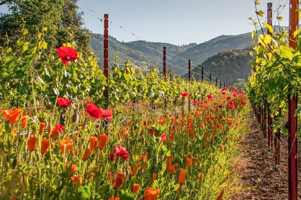 Poppies And Chardonnay Photography Art | Sonoma Fine Photography