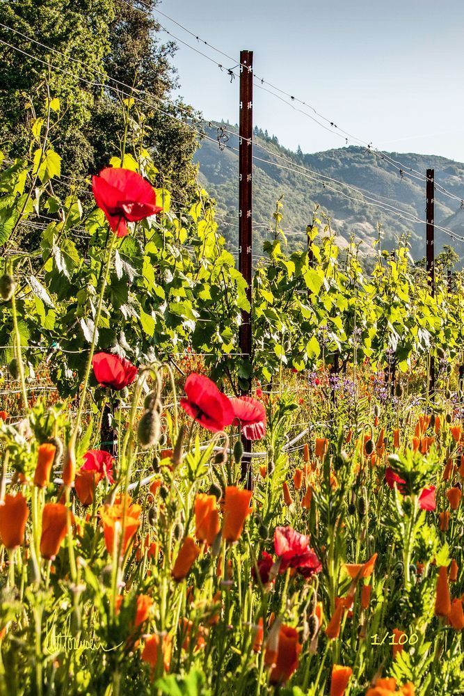 Vineyard Poppies Photography Art | Sonoma Fine Photography