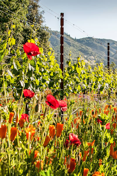 Vineyard Poppies Photography Art | Sonoma Fine Photography