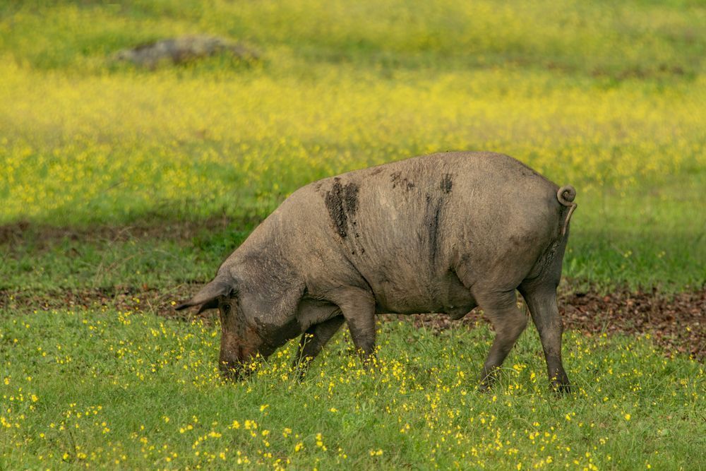 Pig And Mustard Photography Art | Sonoma Fine Photography