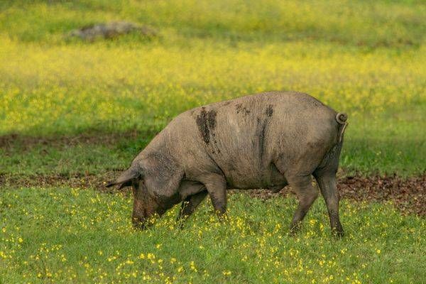 Pig And Mustard Photography Art | Sonoma Fine Photography