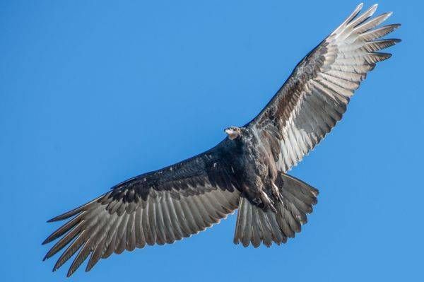 Vulture Over Mendocino Photography Art | Sonoma Fine Photography
