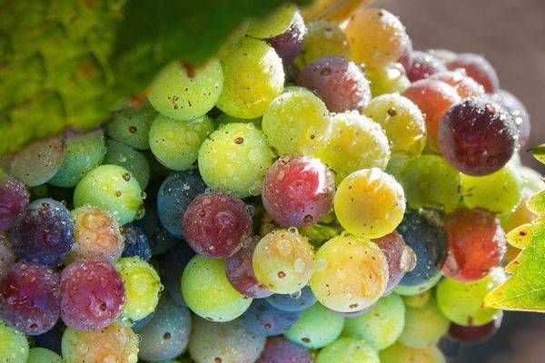 Variegated Zins Photography Art | Sonoma Fine Photography