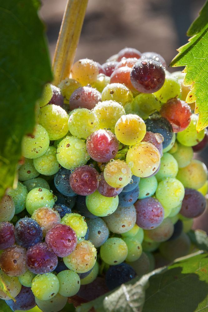 Variegated Zins Photography Art | Sonoma Fine Photography