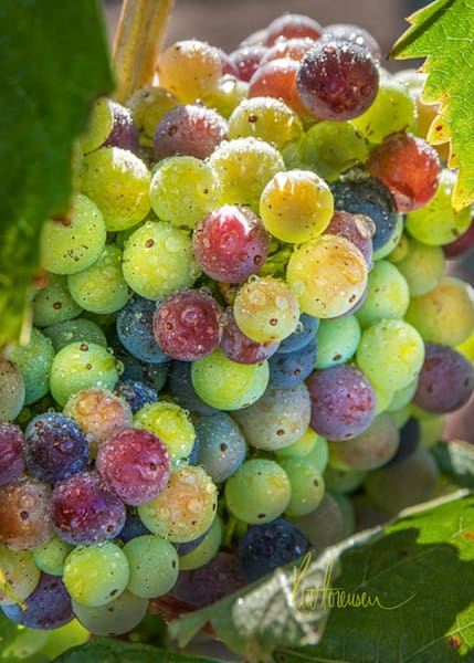 Variegated Zins Photography Art | Sonoma Fine Photography