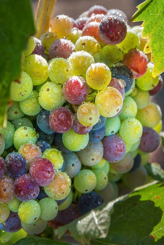 Variegated Zins 2 Asf Photography Art | Sonoma Fine Photography