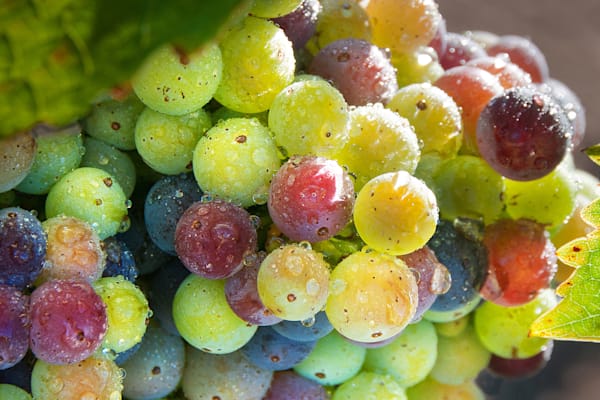 Variegated Zins Photography Art | Sonoma Fine Photography
