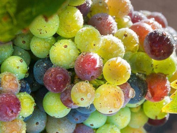 Variegated Zins 30 X40 Photography Art | Sonoma Fine Photography