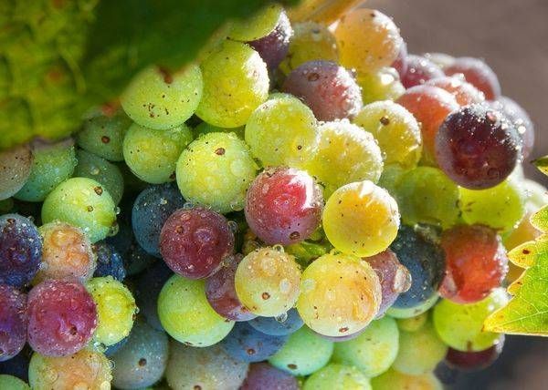 Variegated Zins 5 X7 Photography Art | Sonoma Fine Photography