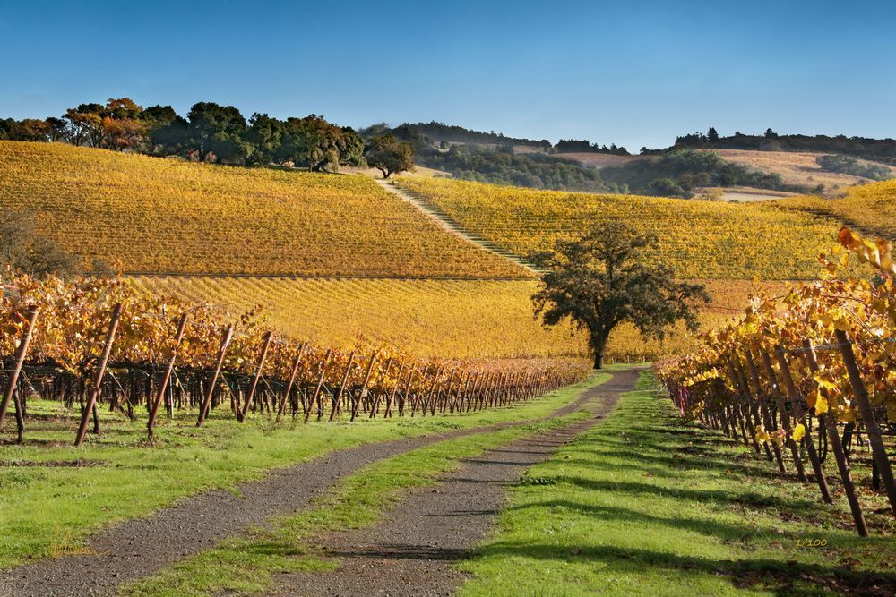 Vineyard Road Ii Photography Art | Sonoma Fine Photography