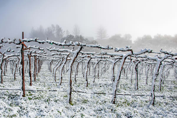 Vineyard Snowfall Photography Art | Sonoma Fine Photography