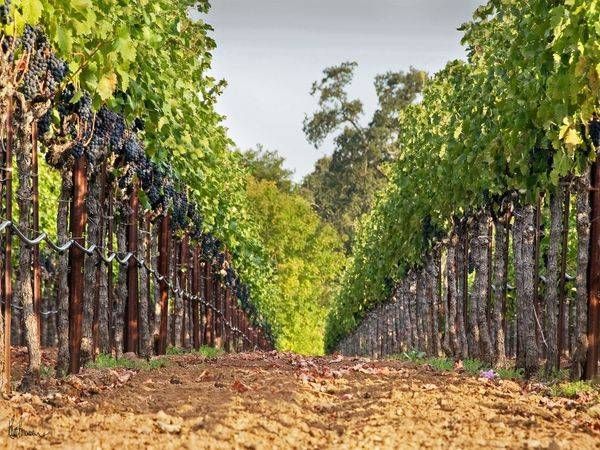 Vineyard Perspective 30 X40 Photography Art | Sonoma Fine Photography