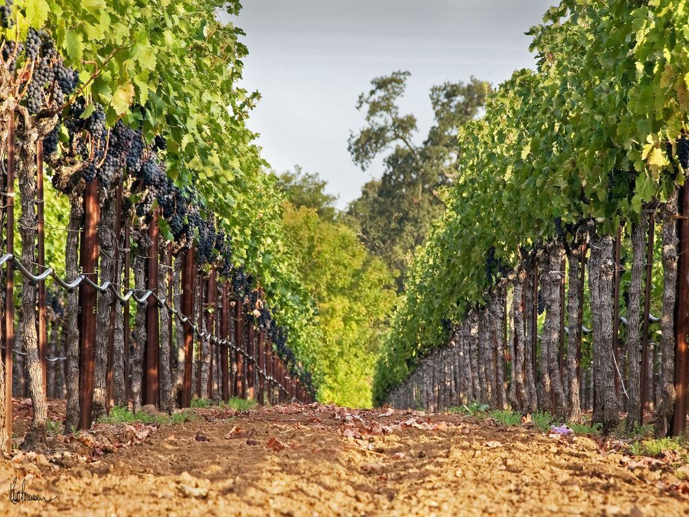 Vineyard Perspective 30 X40 Photography Art | Sonoma Fine Photography