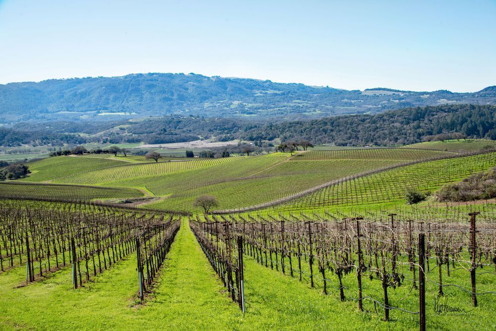Vineyard Panorama Photography Art | Sonoma Fine Photography
