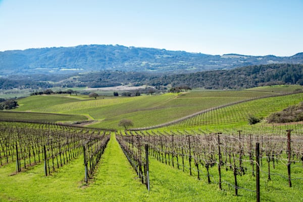 Vineyard Panorama Photography Art | Sonoma Fine Photography