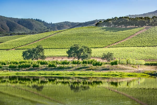 Vineyard Reflection Photography Art | Sonoma Fine Photography
