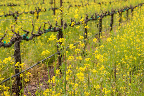 Vineyard Mustard Photography Art | Sonoma Fine Photography