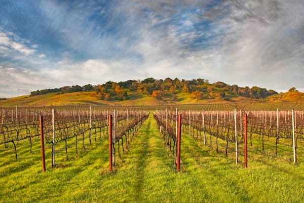 Vineyard Convergence Photography Art | Sonoma Fine Photography