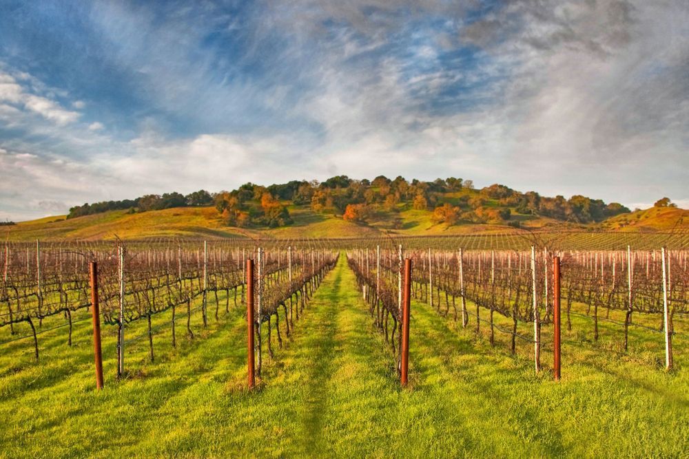 Vineyard Convergence Photography Art | Sonoma Fine Photography