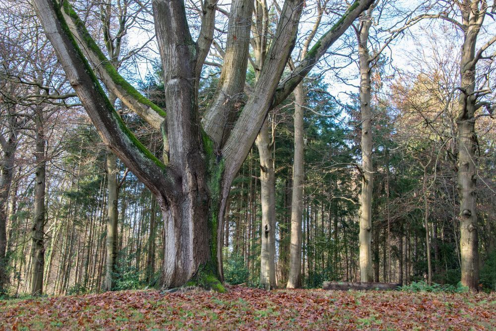 Woodland Sentinel Photography Art | Sonoma Fine Photography