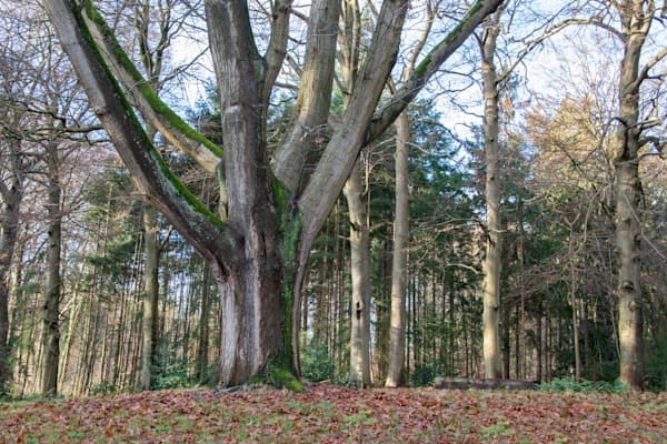 Woodland Sentinel Photography Art | Sonoma Fine Photography