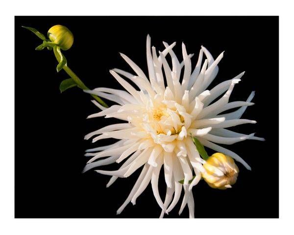White Mum Photography Art | Sonoma Fine Photography