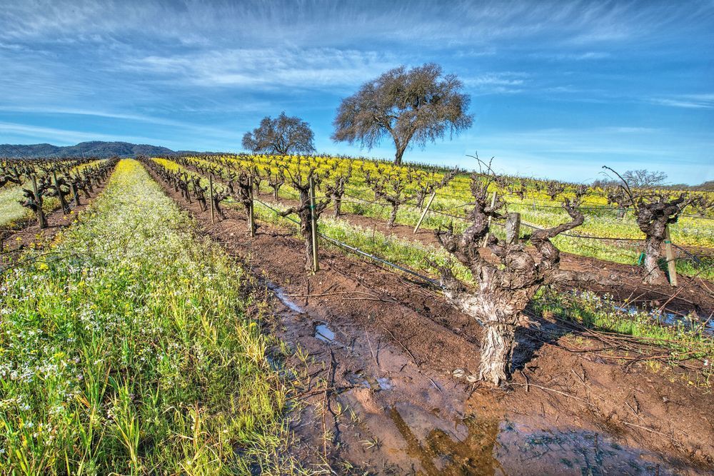 Mustard Dormancy Photography Art | Sonoma Fine Photography