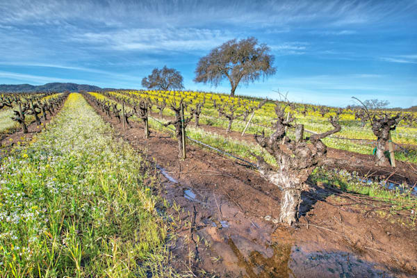 Mustard Dormancy Photography Art | Sonoma Fine Photography