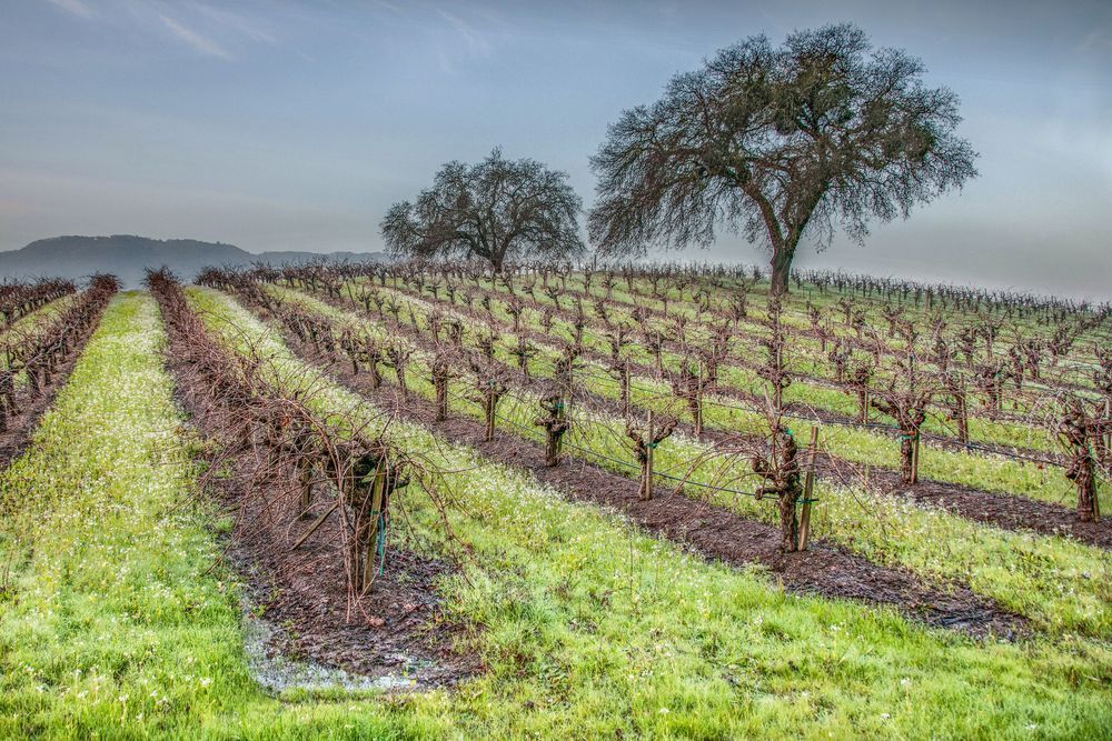Winter Vineyard Photography Art | Sonoma Fine Photography