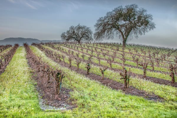 Winter Vineyard Photography Art | Sonoma Fine Photography