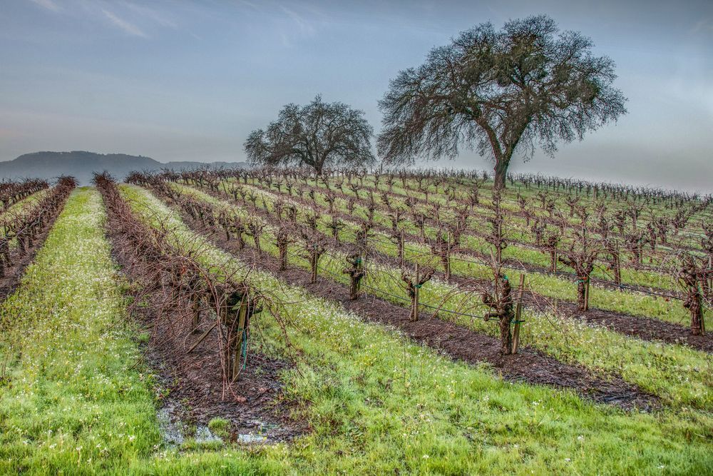 Winter Vineyard Asf 2 Photography Art | Sonoma Fine Photography