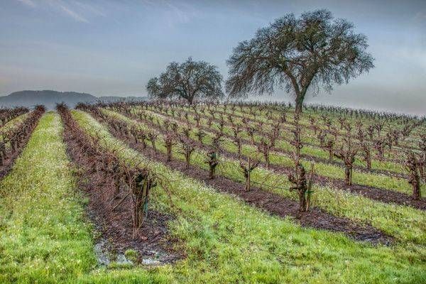 Winter Vineyard Asf 2 Photography Art | Sonoma Fine Photography