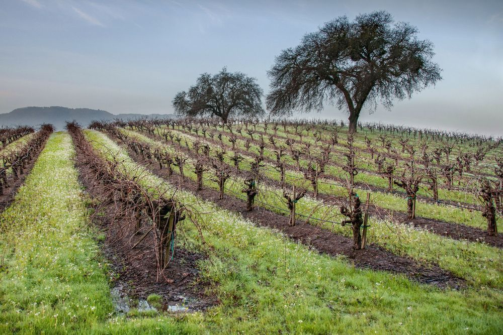 Winter Vineyard Photography Art | Sonoma Fine Photography
