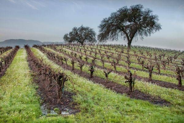 Winter Vineyard Photography Art | Sonoma Fine Photography