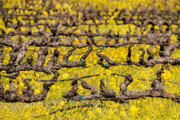 Winter Vines Photography Art | Sonoma Fine Photography