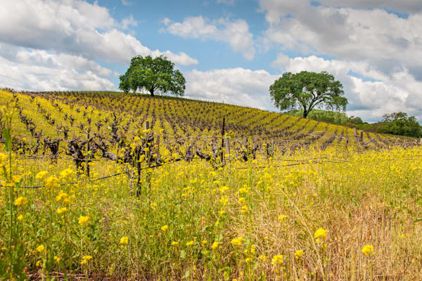 Oak Trees In The Vineyard Photography Art | Sonoma Fine Photography