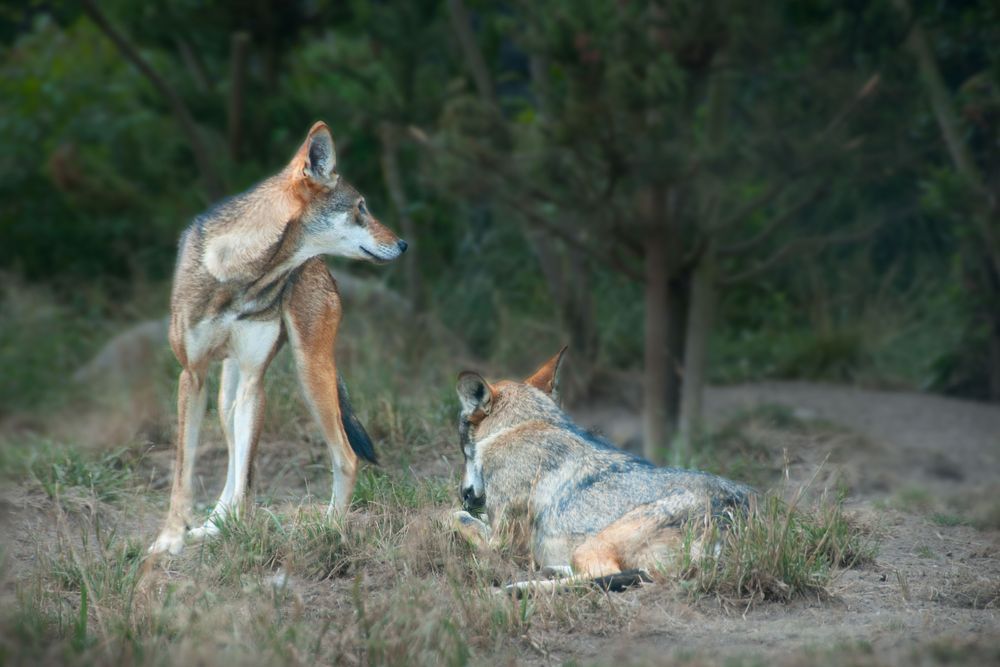 Silence Vigil Photography Art | Sonoma Fine Photography