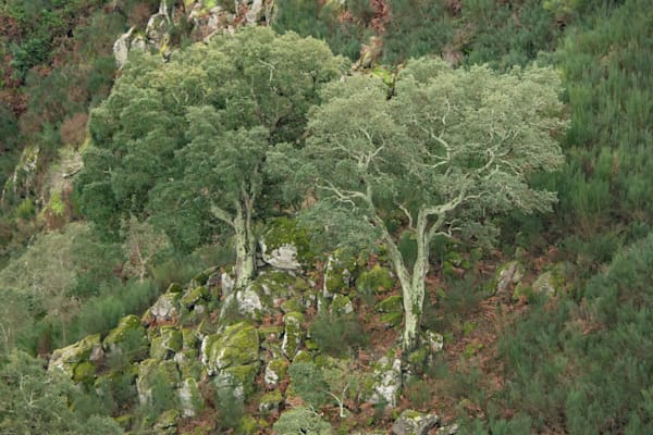 Two Trees Below Arouca Photography Art | Sonoma Fine Photography