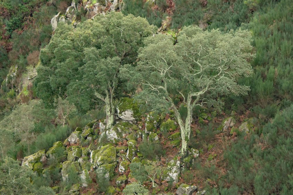 Two Trees Below Arouca Photography Art | Sonoma Fine Photography