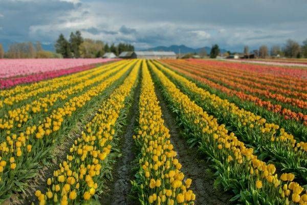 Tupips 2025 Photography Art | Sonoma Fine Photography